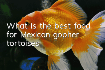 What is the best food for Mexican gopher tortoises?
