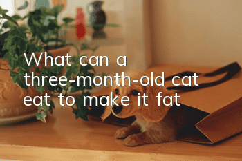 What can a three-month-old cat eat to make it fat?