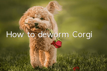 How to deworm Corgi