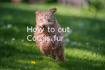 How to cut Corgi's fur