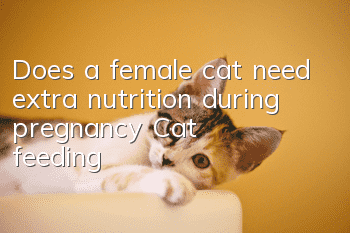 Does a female cat need extra nutrition during pregnancy? Cat feeding!