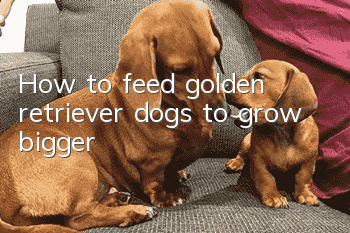 How to feed golden retriever dogs to grow bigger