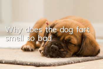 Why does the dog fart smell so bad?