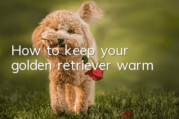 How to keep your golden retriever warm