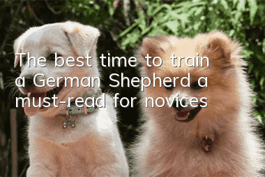 The best time to train a German Shepherd, a must-read for novices!