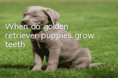 When do golden retriever puppies grow teeth?