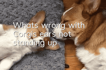 What’s wrong with Corgi’s ears not standing up?
