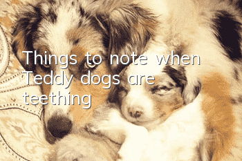 Things to note when Teddy dogs are teething