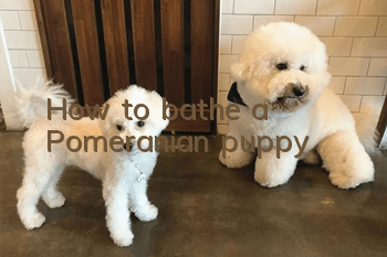 How to bathe a Pomeranian puppy