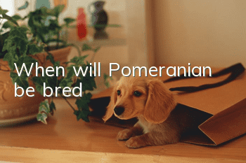When will Pomeranian be bred?