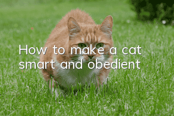 How to make a cat smart and obedient