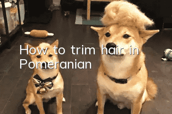 How to trim hair in Pomeranian