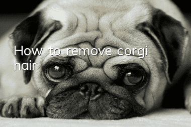 How to remove corgi hair