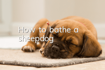 How to bathe a sheepdog