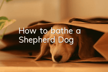 How to bathe a Shepherd Dog