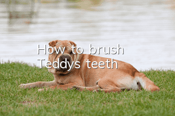 How to brush Teddy's teeth