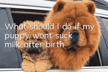 What should I do if my puppy won’t suck milk after birth?