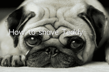 How to shave Teddy