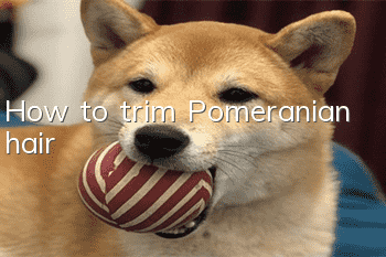 How to trim Pomeranian hair