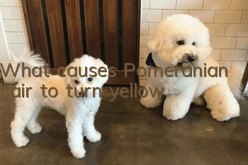 What causes Pomeranian hair to turn yellow?