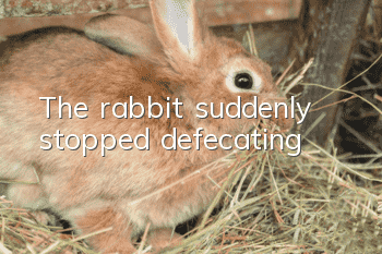 The rabbit suddenly stopped defecating