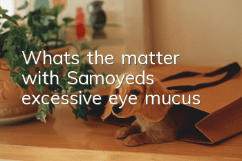 What's the matter with Samoyed's excessive eye mucus?