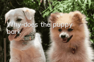 Why does the puppy bark?