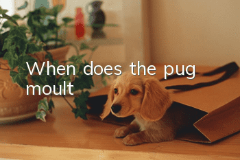When does the pug moult?