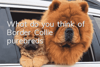 What do you think of Border Collie purebreds?
