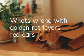 What’s wrong with golden retriever’s red ears?