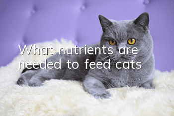What nutrients are needed to feed cats?