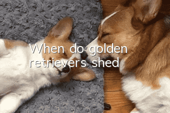 When do golden retrievers shed?