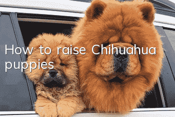 How to raise Chihuahua puppies