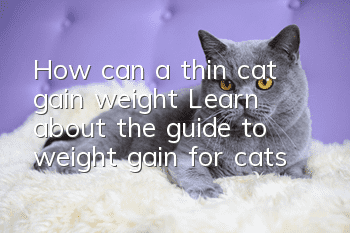How can a thin cat gain weight? Learn about the guide to weight gain for cats!