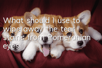 What should I use to wipe away the tear stains from Pomeranian eyes?