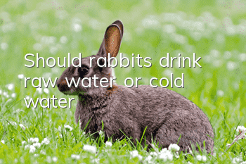 Should rabbits drink raw water or cold water?