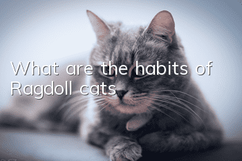 What are the habits of Ragdoll cats?