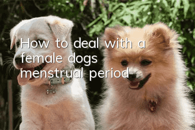How to deal with a female dog’s menstrual period