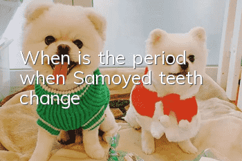 When is the period when Samoyed teeth change?
