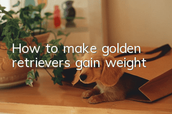 How to make golden retrievers gain weight