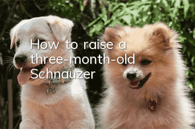 How to raise a three-month-old Schnauzer