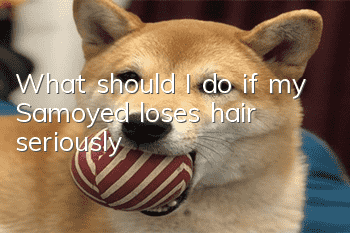 What should I do if my Samoyed loses hair seriously?