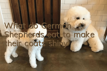 What do German Shepherds eat to make their coats shiny?