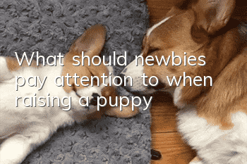 What should newbies pay attention to when raising a puppy?