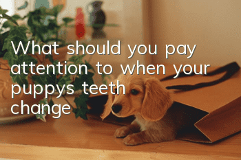 What should you pay attention to when your puppy’s teeth change?