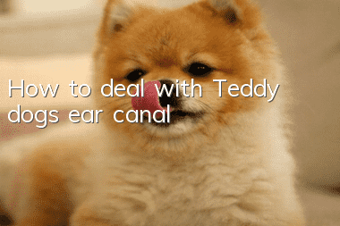 How to deal with Teddy dog’s ear canal