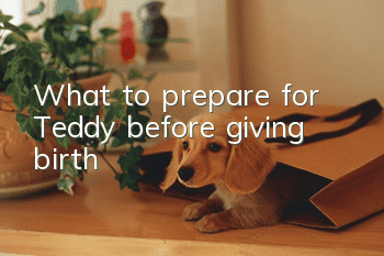 What to prepare for Teddy before giving birth