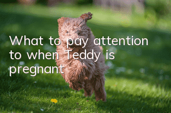 What to pay attention to when Teddy is pregnant