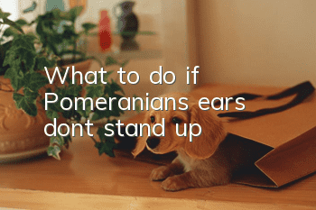 What to do if Pomeranian’s ears don’t stand up