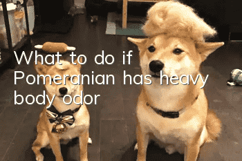 What to do if Pomeranian has heavy body odor